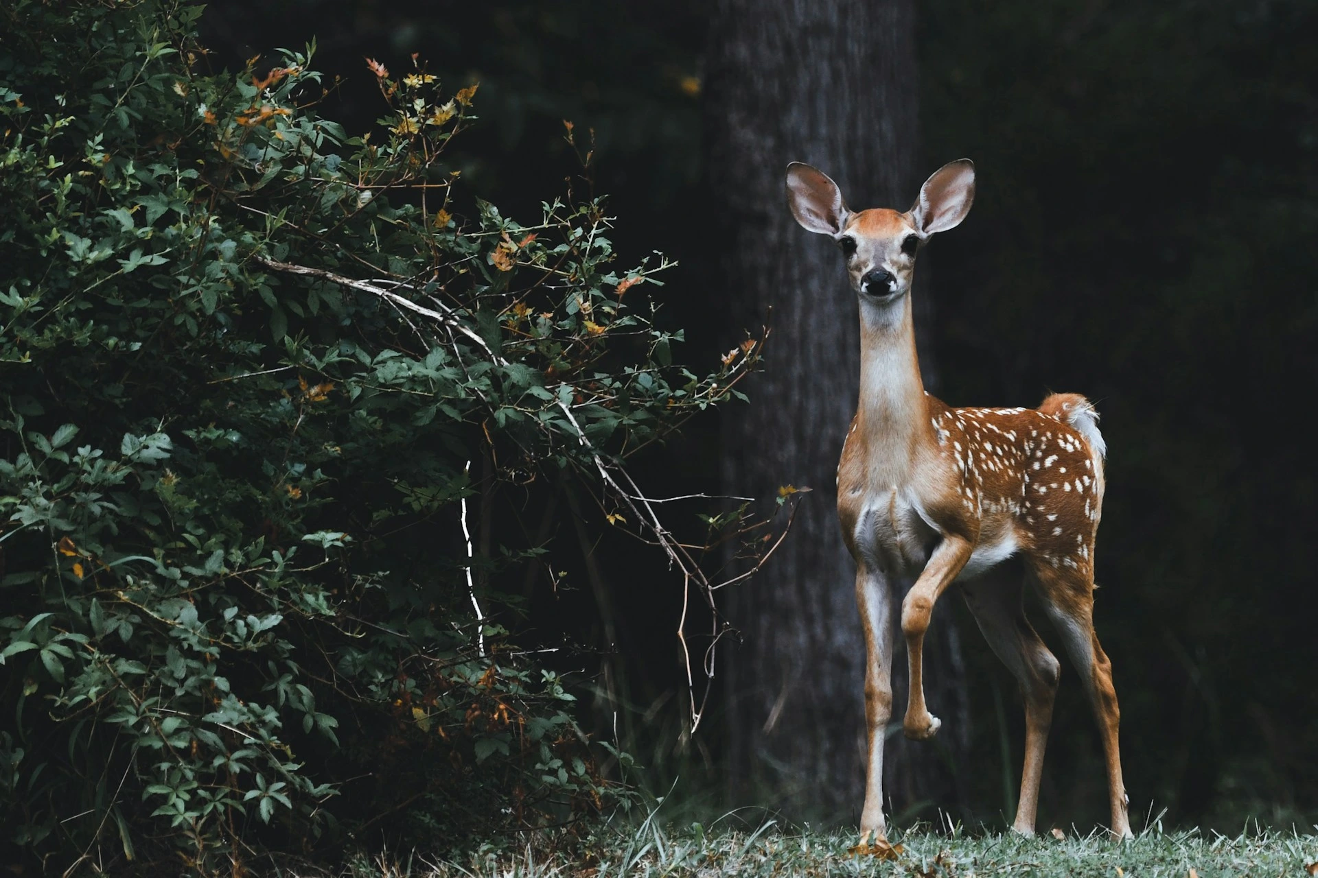 Google lancerer SpeciesNet, en open-source AI til identifikation af vilde dyr